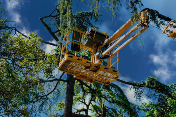 Best Emergency Tree Removal  in Homeland, GA