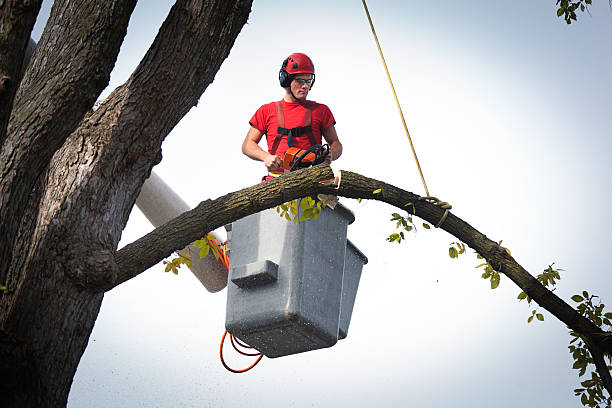 Trusted Homeland, GA Tree Removal Experts