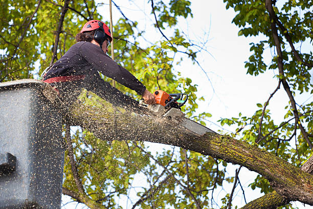 How Our Tree Care Process Works  in  Homeland, GA